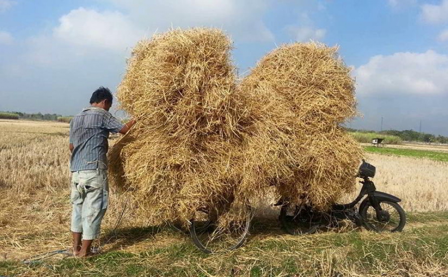 cara buat fermentasi jerami kering